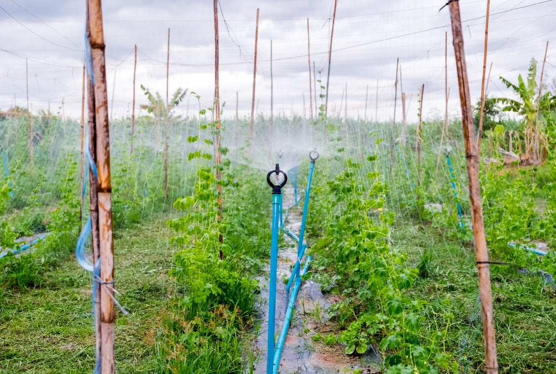 Experience the BeachGroomer Difference: Comprehensive Solutions for Shoreline Maintenance and Irrigation