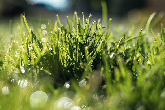 lawn irrigation