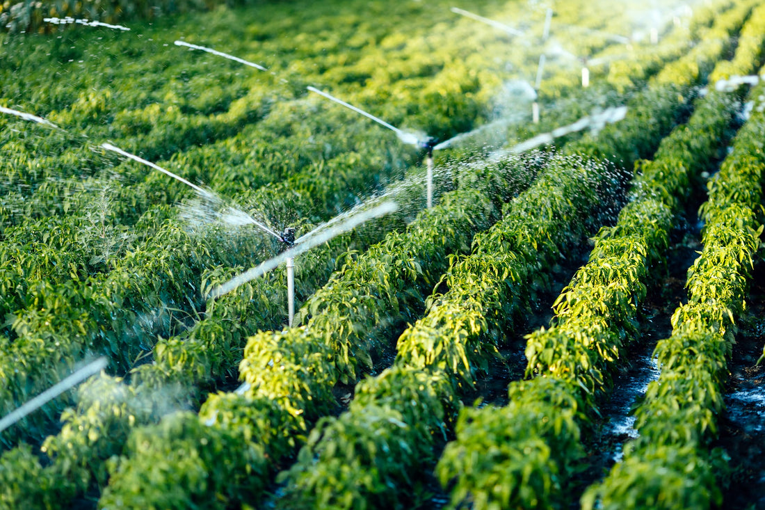 Irrigation for Long-Lasting Performance