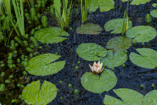 How to Handle Aquatic Weed Growth in Your Lake
