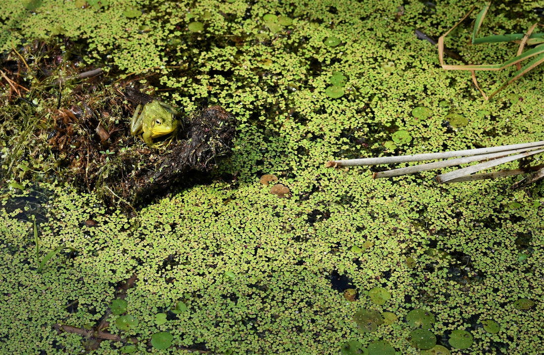 Control Duckweed Infestation