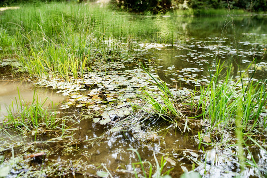 Lake Weed Muck Removal