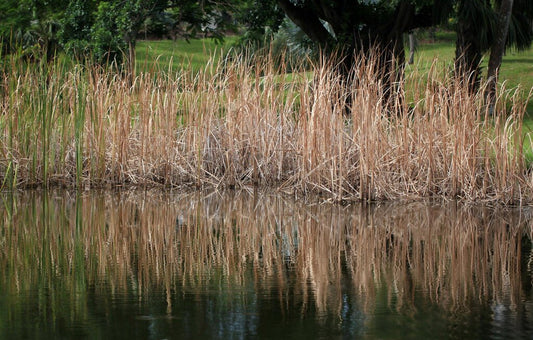 lake weed control
