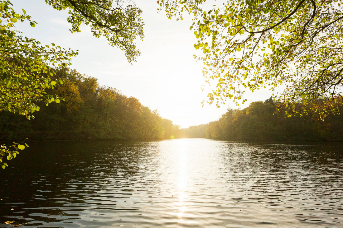 Transforming Your Lakefront Property with Aquatic Weed Removal and Irrigation Solutions